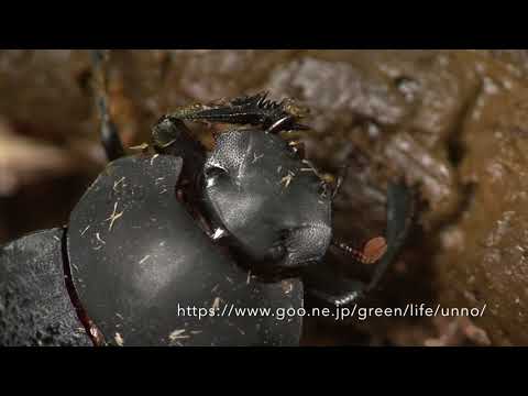 ペルーの糞虫　Dung beetle of Peru