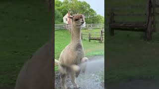 Download lagu Cute Alpaca LOVES Taking a Shower! mp3