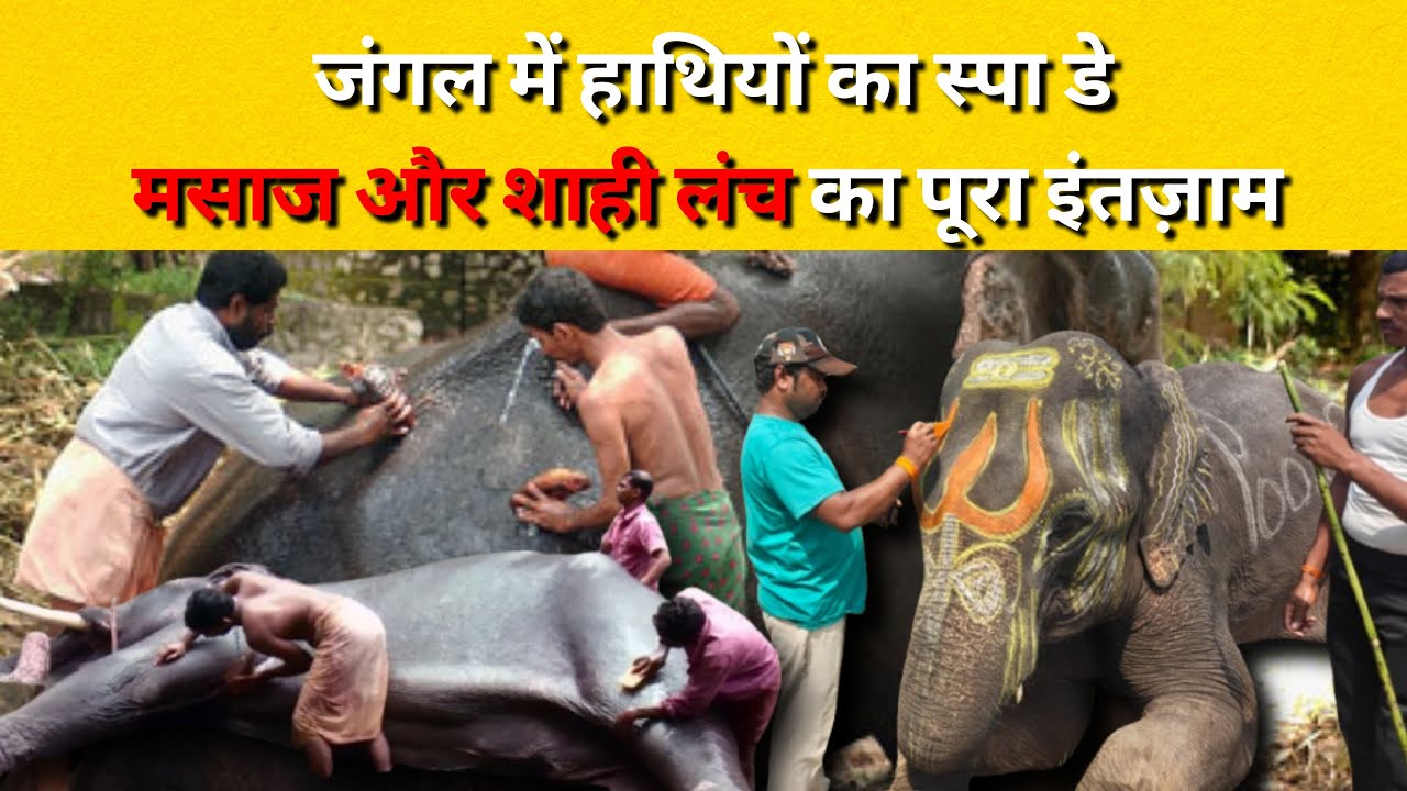 बांधवगढ़ में हाथियों की शाही मेहमाननवाज़ी