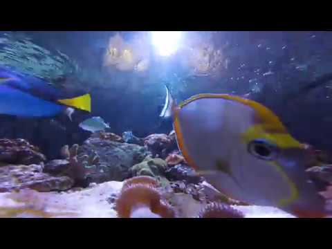 AMAZING PEACEFUL 300 GALLON REEF TANK HD