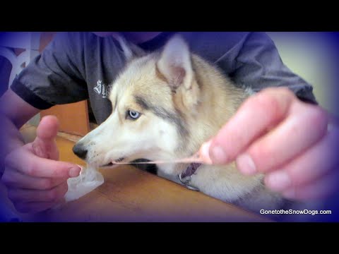 PERRO COME CARAMELO | Desempaquetado de MittenCrate | #MichiganProud