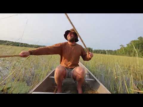 Foraging 100% of My Food and Medicine for a Year