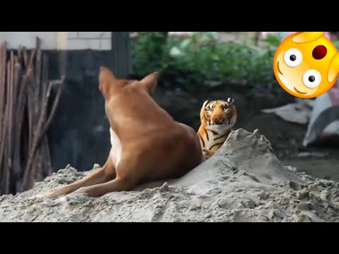 Assustando CACHORRO com TIGRE de pelucia 😱😆  Fake Tiger vs Real Dogs Prank Very Funny