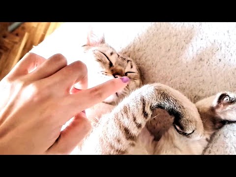 Cat twitches his paw every time I touch his nose - Cat reaction to a boop!