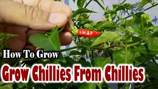 How To Grow Chili Plant From Seeds | Grow Chillies From Chillies At Home - Gardening Tips