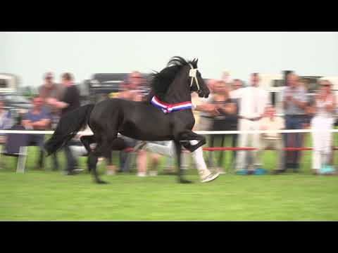 Kampioen Fokdag It Fryske Hynder Blauwhuis 2017
