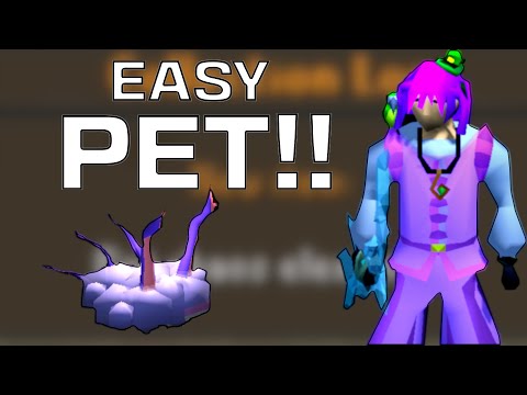 How I got my first pet!!