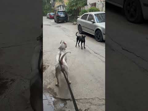 Dog fight! #dogo #dogoargentinopuppy #viral #dog #trending #yourdog
