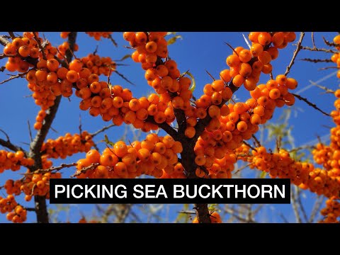 How Easy it is to Harvest SEA BUCKTHORN