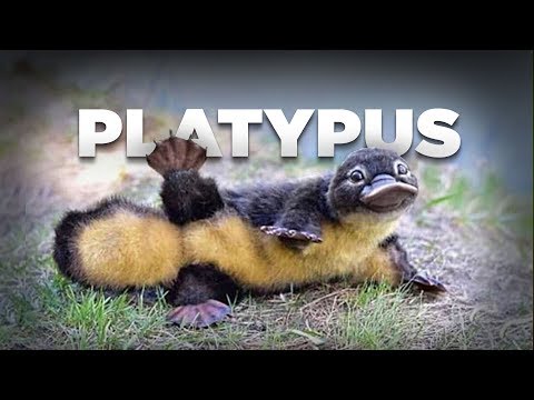 , title : 'Platypus, Mamalia Petelur Berparuh Bebek #AlamSemenit'