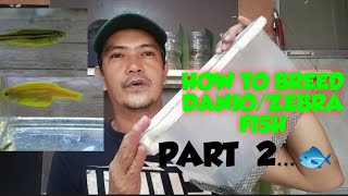 PAANO MAG BREED NG DANIOS/ZEBRA FISH PART 2 || HOW TO BREED ZEBRA FISH OR DANIOS ||  DANIOS BREEDING