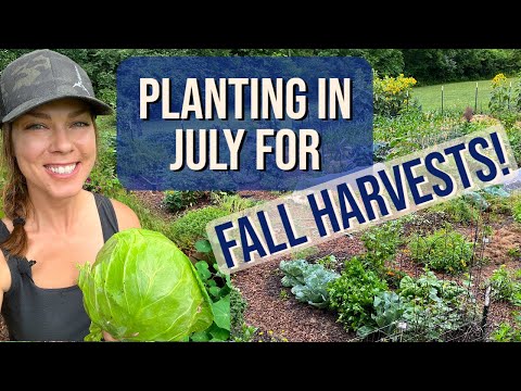 Seeds to Plant in July for a Fall Harvest (Zone 6)
