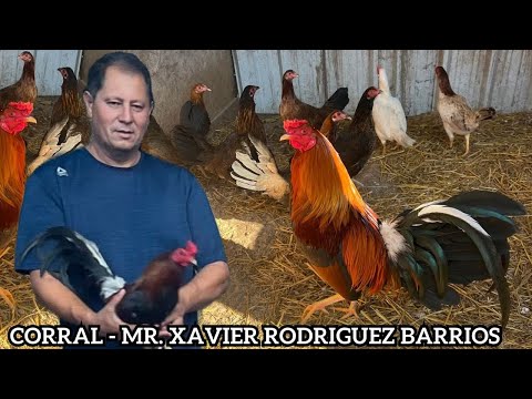 Corral Mr. Xavier Rodriguez Barrios - Beautiful Color Chicken Big Farm Tennessee Chilangos Farm