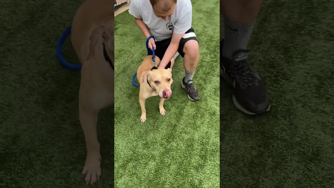 Enlarge Meet WINSTON 2.0 - Sweet shy 5 yr old coming out of his shell...WATCH HIS MOVIE, a Adoptable Terrier in Clifton, NJ video 6/6