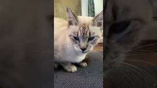 🐱