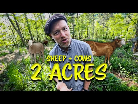 We Set up a Herd on just 2 acres | Small Scale Sheep and Cows