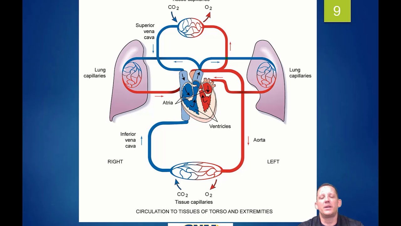 Shock and bleeding control
