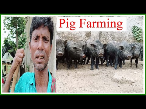 PIG FARMING OF BANGLALADESH | AWESOME MOTHER PIGS & PIGLETS|