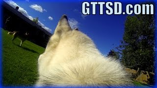 HUSKY POINT OF VIEW | GoPro Dog Harness Fetch