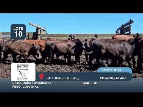 Lote Machos y Hembras - Benito Juárez Bs As