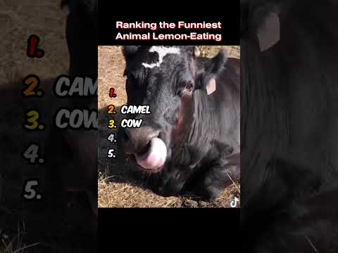 Ranking the Funniest Animal Lemon Eating