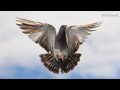 Flying Pigeon 4k High Flying Pigeons Pigeon Flying Video Solo Animals