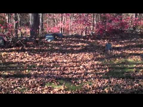 Union Cemetery Video 5