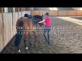classical dressage work-in-hand lateral basics in walk: shoulder-in, renvers, travers