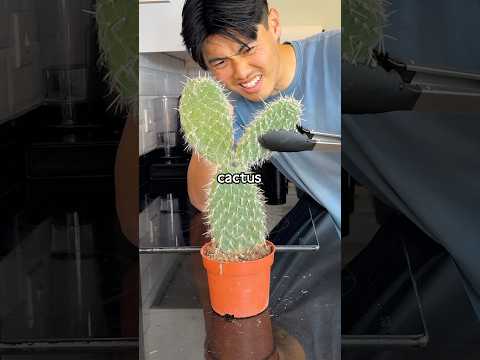 How To Make Tacos With Nopales Cactus 🤤