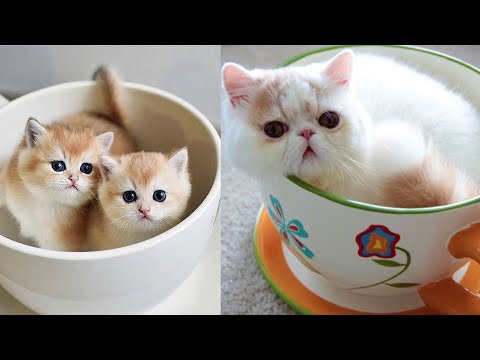 Teacup Cats ~ Adorable Munchkin Cats and Kittens ~ Cute and Funny Cats and Kittens Videos