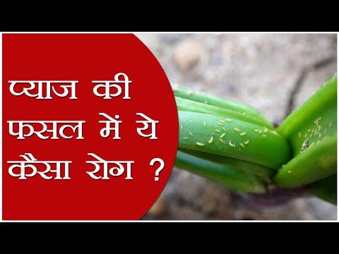 Disease and Pest Control in Onion Crop