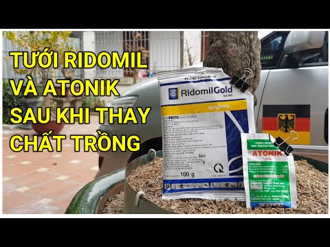 🔴 QBS22151 - TƯỚI RIDOMIL VÀ PHUN ATONIK SAU KHI THAY CHẤT TRỒNG || CÁCH TƯỚI RIDOMIL GOLD VÀ ATONIK