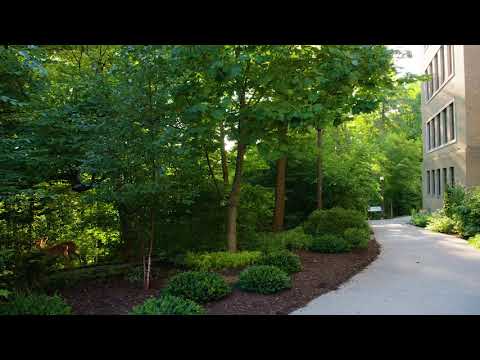 Liriodendron tulipifera -  Tuliptree