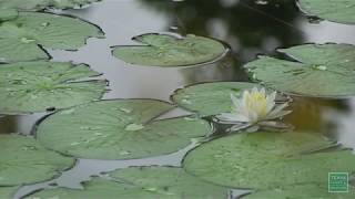 Along the Nueces River - Postcard From Texas