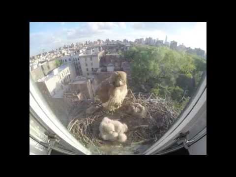 Red-tailed Hawks Nest Timelapse