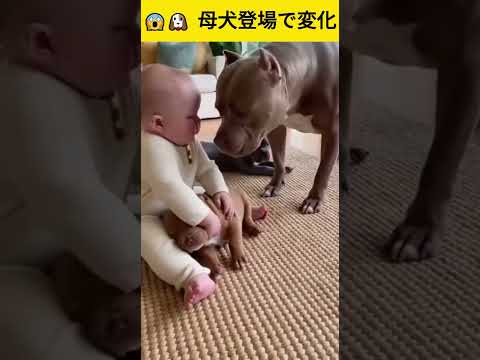 😱🐶 母犬登場で変化 | Changes occur with the arrival of the mother dog  #youtubeshorts #funny #cute #baby