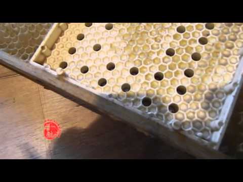 искуственные соты для вывода маток