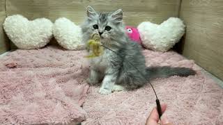 ラガマフィンの動画01