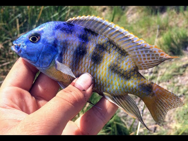 Insane Tropical Cichlid and Tilapia Fishing in Blue Lake, Utah!
