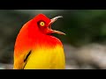 The Bowerbird S DRAMATIC Dance Life Story BBC Earth Kids