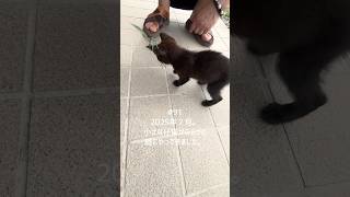 【猫動画】保護した仔猫と先住猫日常🐈‍⬛かわいいし癒し #保護猫 #子猫 #猫食同源 保護猫チャリティイベントへ