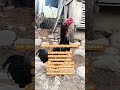 Ciri Ciri Ayam Pukul Oleng Subscribe Support Shots Roosterfarm Aseelmurga