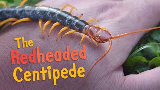 Holding the RedHeaded Centipede!!