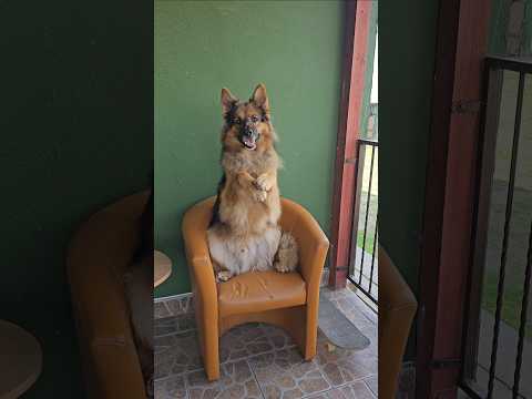 Arciu can do everything