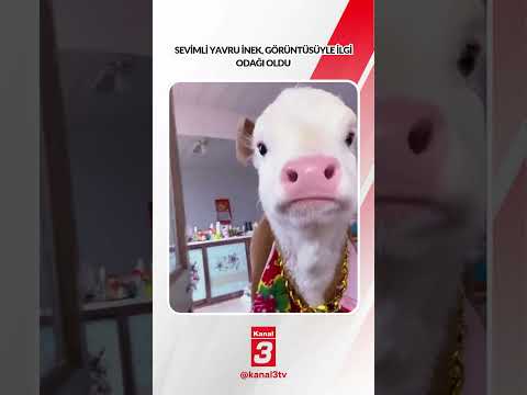 Sevimli yavru inek, görüntüsüyle ilgi odağı oldu...