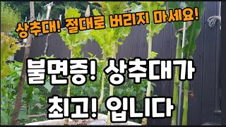 상추대! 절대 버리지 마시고 이렇게 드세요 불면증엔! 최고 입니다! #상추대효능 #상추대요리방법 #상추효능 …