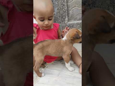 #bhavya best friend dog🐶#