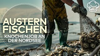 FRISCHER GEHT'S NICHT! So werden an der Nordseeküste nachhaltig Austern gefischt | Die Foodtruckerin