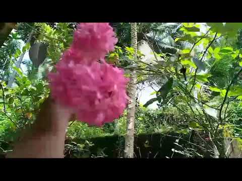 Rose flowers in our garden