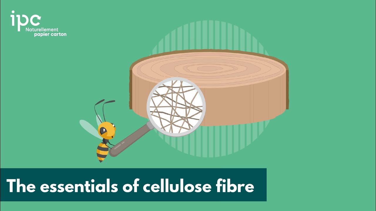 CELLULOSE FIBRE 🌾 What is it? Discover the essentiels